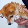 『うちの犬を洗うと……