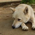 犬のアカラス症の原…