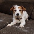 『抜け毛の多い』犬…