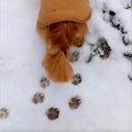 犬と雪道を散歩して…