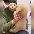 子犬が飼い主に叱ら…