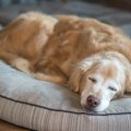 犬がみせる『老化の…