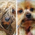 子犬工場から救い出…