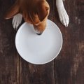 愛犬がお腹を壊した…