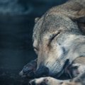 犬とオオカミの睡眠…