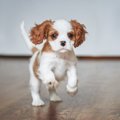 犬にフローリングはダメ？おすすめの滑り止め対策やグッズとは