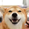 犬の『ヒコーキ耳』…