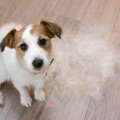 抜け毛が多い犬種を…
