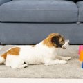 犬が大喜びする『4つ…