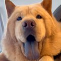 ニコニコ笑顔の大型…