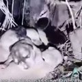 2匹の母犬と子犬たち…