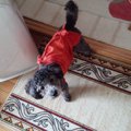 あなたの愛犬家レベ…