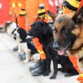災害救助犬について …