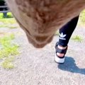 犬の胸に『カメラを…