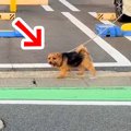 散歩中の犬の前に『…
