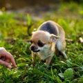 犬が『怖がりな性格…
