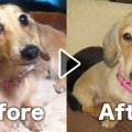 違う犬種になっちゃ…