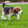 犬がしていたら危険…