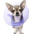 犬にエリザベスカラ…