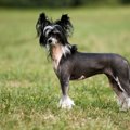 毛のない犬7種類！日…