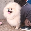 犬が小さな子どもた…