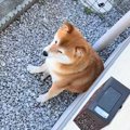 なぜかお庭で動かな…