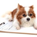 畜犬登録の義務とは…