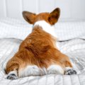 犬が『お尻』でして…