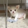 靴下と引き換えにお…