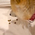 犬が『飼い主が悲し…