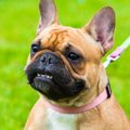 犬が反抗期に入って…