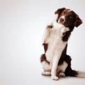 犬はどのくらい賢い…