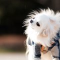 愛犬の気持ちを理解…