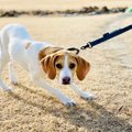 『内気な性格の犬』…