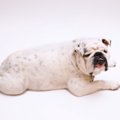 犬のメタボ診断表　…