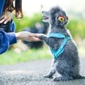 【犬の行動分析学】…