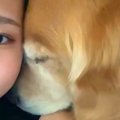 大型犬と添い寝中『…