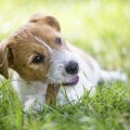 犬が喉に詰まらせや…