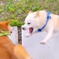 犬がふざけたら、普…