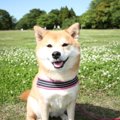 犬が上機嫌なときに…