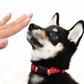 犬に『ダメ』を教え…