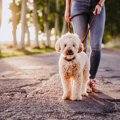 犬の飼い主が気付き…