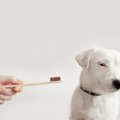 犬が『歯磨きを拒否…