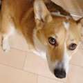 2人の男の子と犬が一…