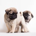 犬が飼い主に『お尻…