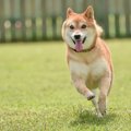 犬の性格が突然変わ…