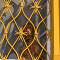 犬は留守番を12時間…