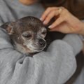 老犬からする『ニオ…