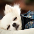 犬が『いじけている…