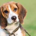 犬が散歩中に他人に…